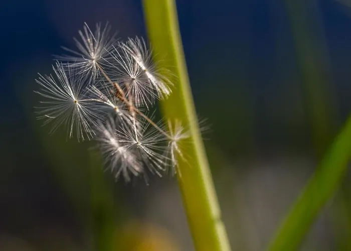 Culoegnas 19 By Interhome * Бевер